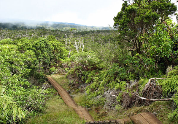 lakai Swamp Trail on Kauai