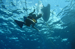 Snuba Diving Off Molokini Island