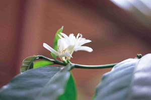 Kona Coffee Flower