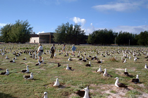 Counting the Endangered Laysan Albatross
