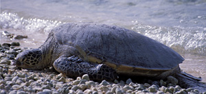 A Green Sea Turtle on Midway Island