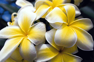 Yellow Plumeria Flowers